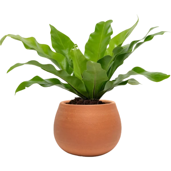 Aglaonema Indoor Plant – Low-Maintenance Foliage for Fresh, Stylish Living | TouchGreen - Image 2