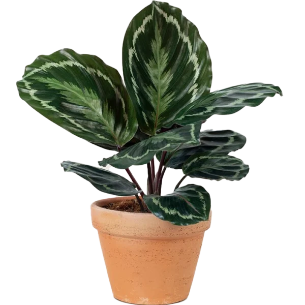 Aglaonema Indoor Plant – Low-Maintenance Foliage for Fresh, Stylish Living | TouchGreen - Image 3