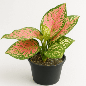 Aglaonema Pink -