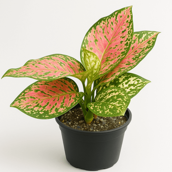 Aglaonema Pink plant