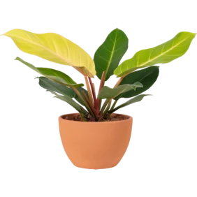 Aglaonema Indoor Plant