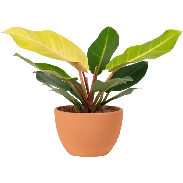 Aglaonema Indoor Plant