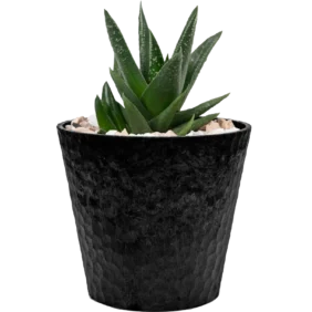 Jade Plant Mini