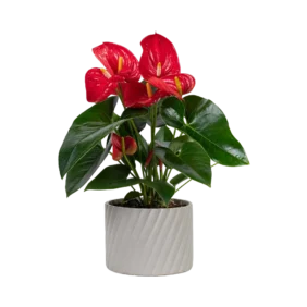 Anthurium Red Plant