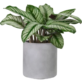 Calathea Sanderiana Plant