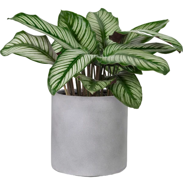 Calathea Sanderiana Plant