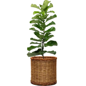 ZZ Plant