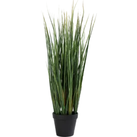 Lemon Grass Plant
