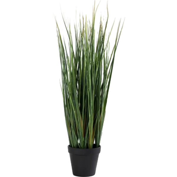 Lemon Grass Plant