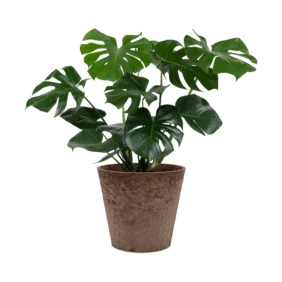 monstera deliciosa plant online