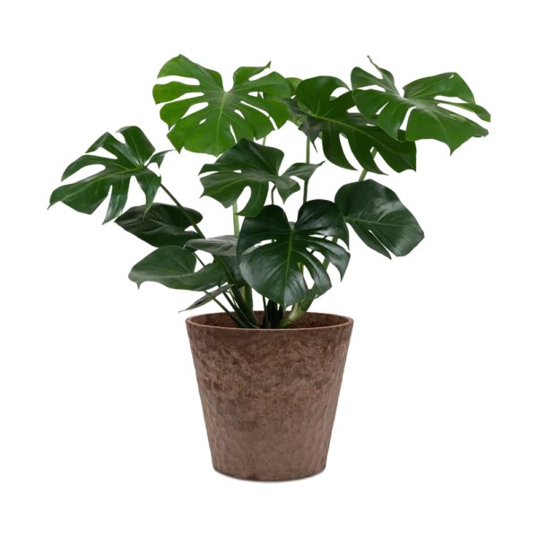 monstera deliciosa plant online