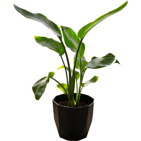 Ficus Lyrata Plant – Statement Indoor Plant with Bold Green Foliage for Modern Interiors | Touch Green - Image 5