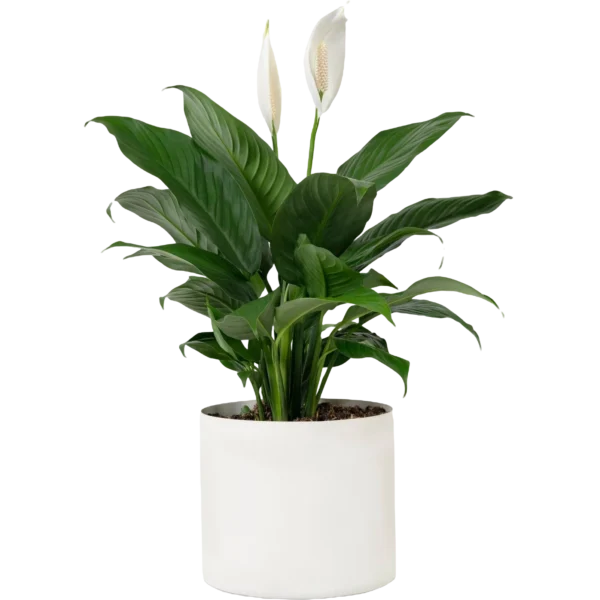 Aglaonema Indoor Plant – Low-Maintenance Foliage for Fresh, Stylish Living | TouchGreen - Image 4