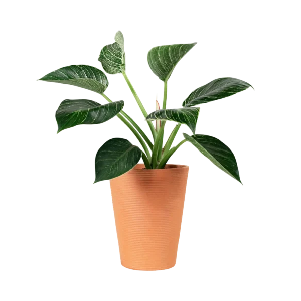 peace lily plant