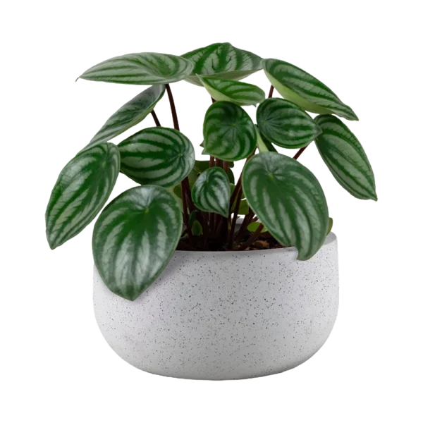 Aglaonema Indoor Plant – Low-Maintenance Foliage for Fresh, Stylish Living | TouchGreen - Image 5