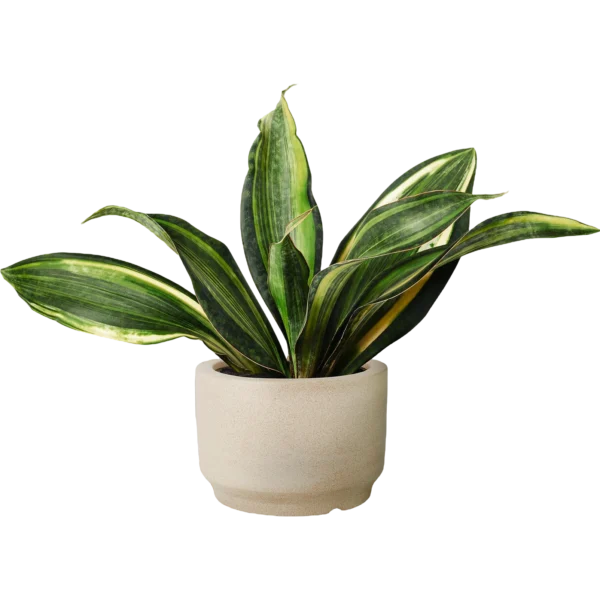 Ficus Lyrata Plant – Statement Indoor Plant with Bold Green Foliage for Modern Interiors | Touch Green - Image 3