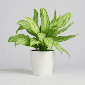 Aglaonema Silver Queen