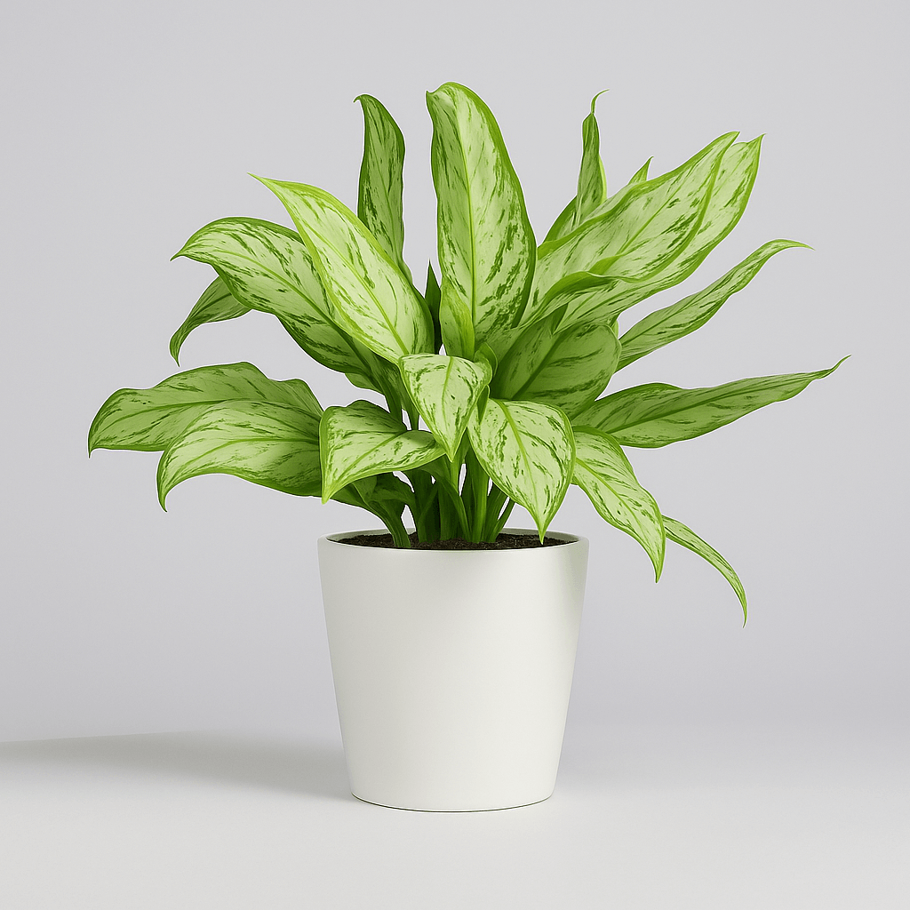Aglaonema Silver Queen