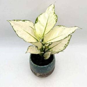 Aglaonema White