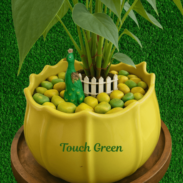 Peacock Paradise – Anthurium Planter | Royal Indoor Garden for Décor & Gifting | Touch Green - Image 3