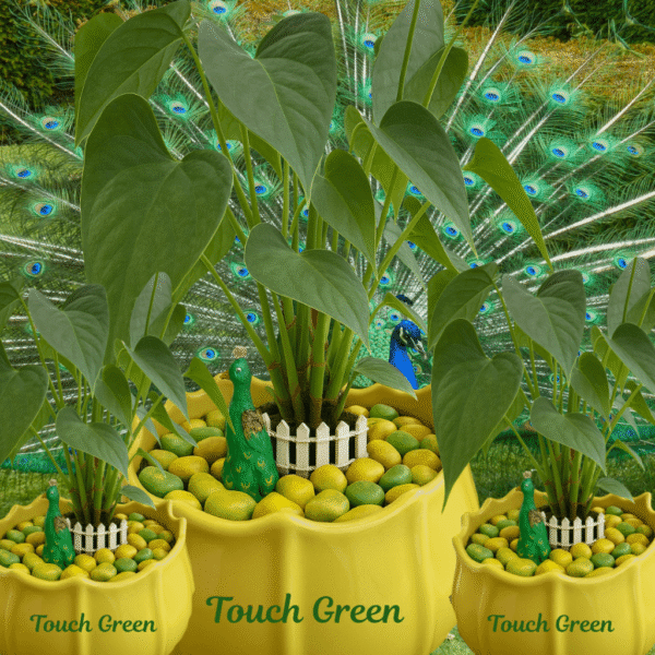 Peacock Paradise – Anthurium Planter | Royal Indoor Garden for Décor & Gifting | Touch Green - Image 4