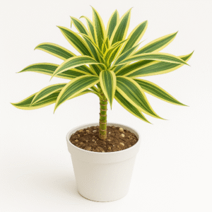 Dracena