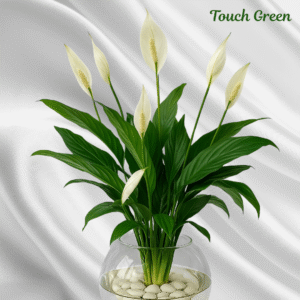 Peace Lily