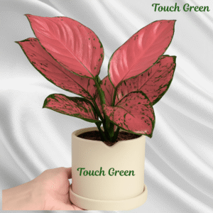 Pink Agalonema