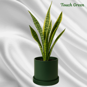 Snake-Plant-