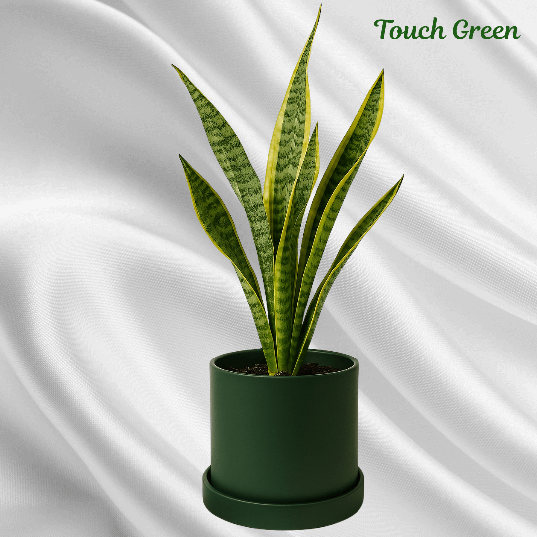 Snake-Plant-