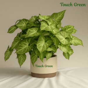 Syngonium