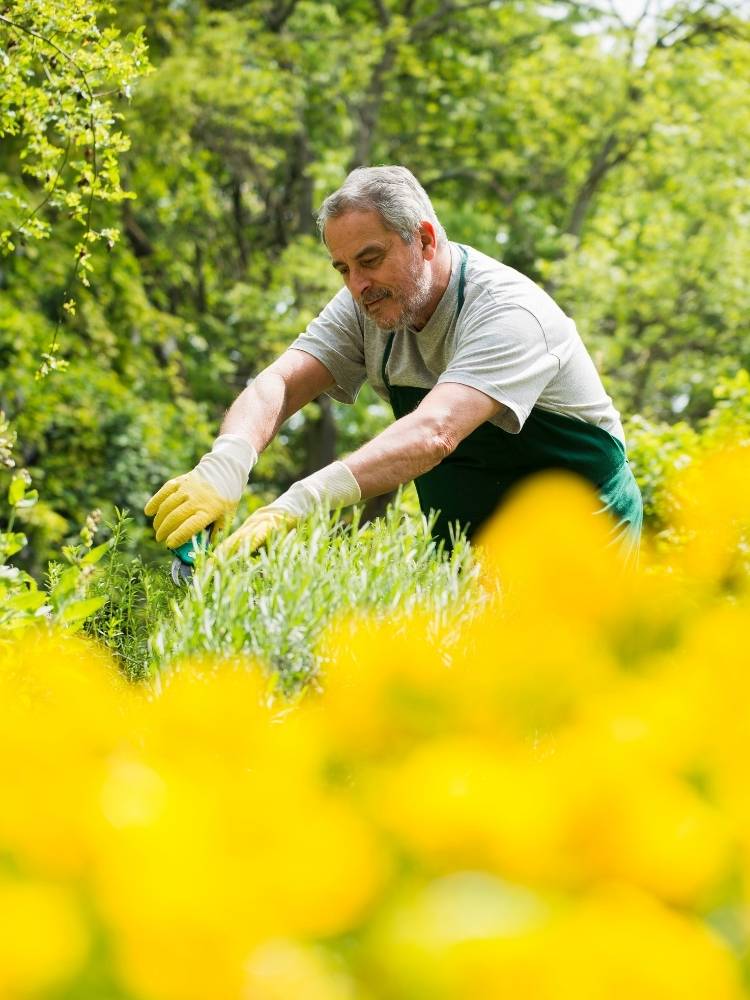 Garden Maintenance