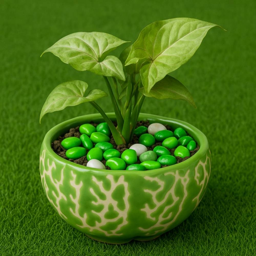 Syngonium in a green planter