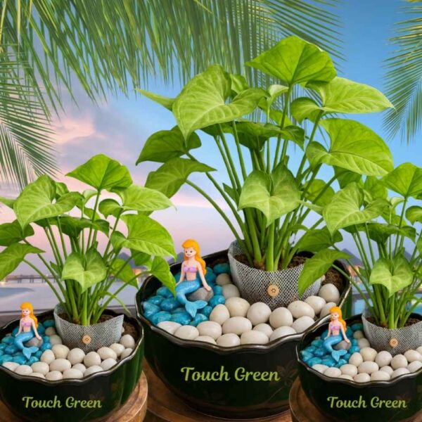 Mermaid Collection – Designer Planter Set | Ocean-Inspired Mini Indoor Gardens for Gifting & Décor - Image 3