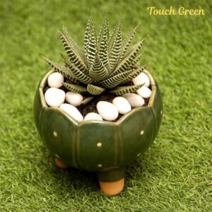 Howarthia with Planter