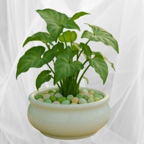 Morning Dew Planter