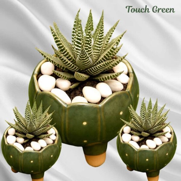 Haworthia with Planter – Succulent Set | Low-Maintenance Green Décor | Touch Green - Image 3