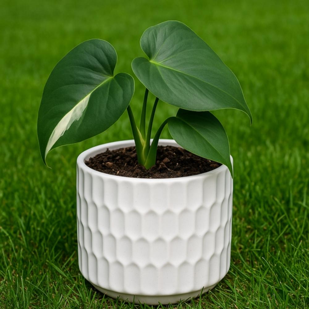 Philodendron in a white ceramic pot