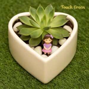 White Heart Succulent