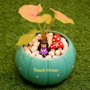 Pink Syngonium Garden
