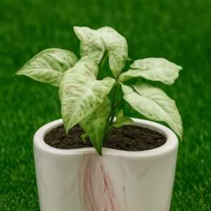 Syngoniumin a white ceramic pot