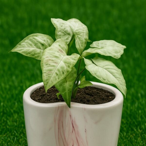 Loving Syngonium Plant