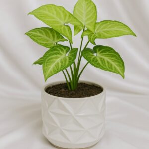 sYNGONIUM IN A WHITE CERAMIC PLANTER