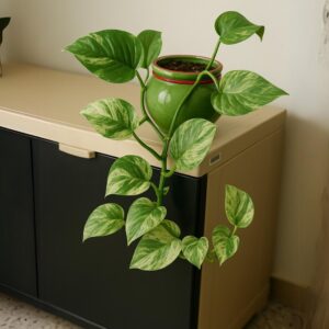 Emerald Trail – TG DeskVine10
