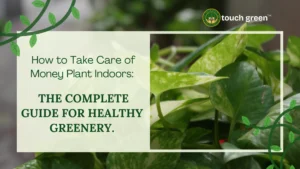 How to Take Care of Money Plant Indoors