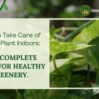 How to Take Care of Money Plant Indoors