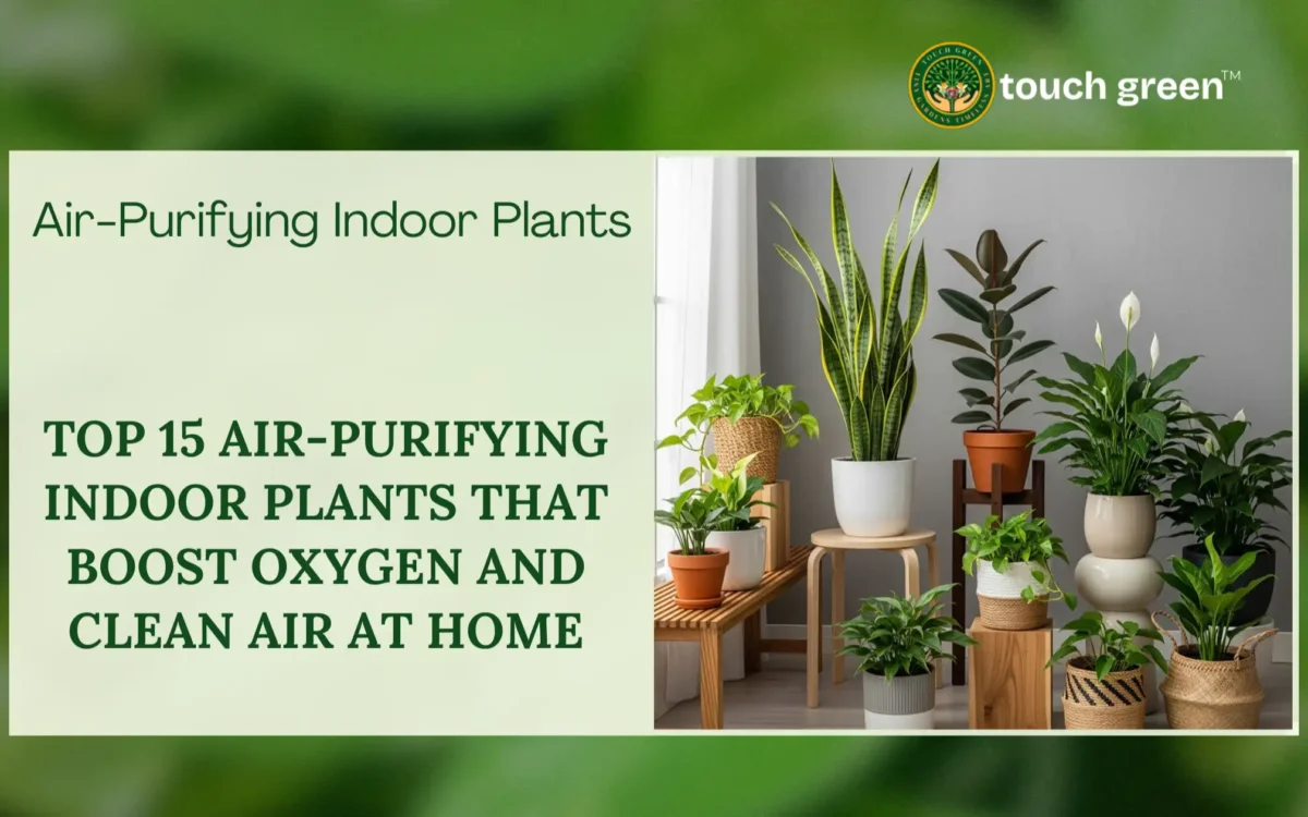 Air-Purifying Indoor Plants