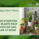 Air-Purifying Indoor Plants