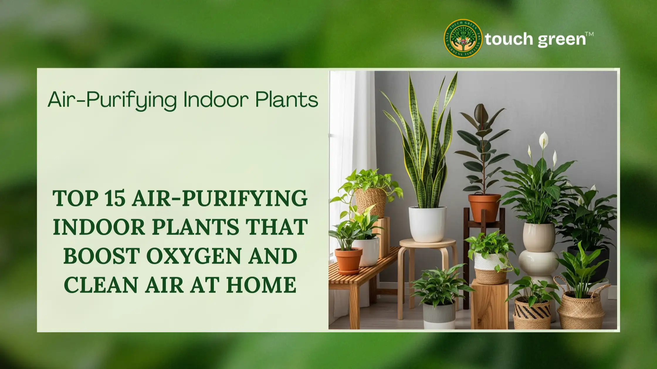 Air-Purifying Indoor Plants