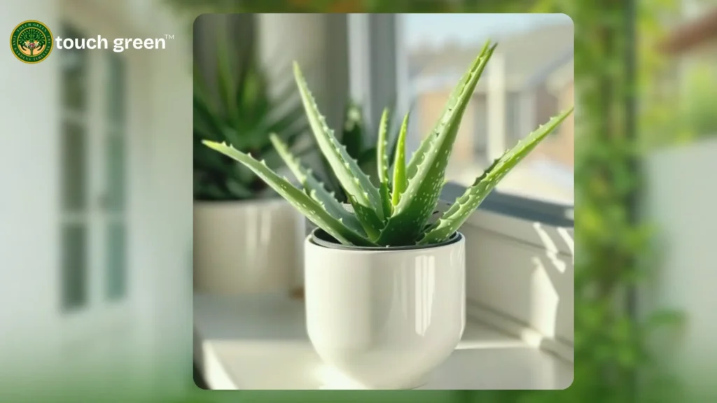 best indoor plants for purifying the air and increasing oxygen levels